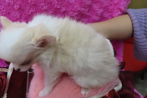 成約済の京都府のチワワ(ロングコート)-65311の7枚目