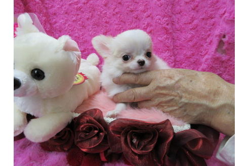 成約済の京都府のチワワ(ロングコート)-65311の6枚目