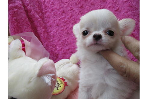 成約済の京都府のチワワ(ロングコート)-65311の5枚目