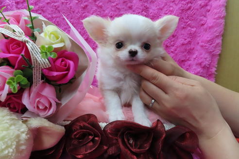 成約済の京都府のチワワ(ロングコート)-65311の4枚目