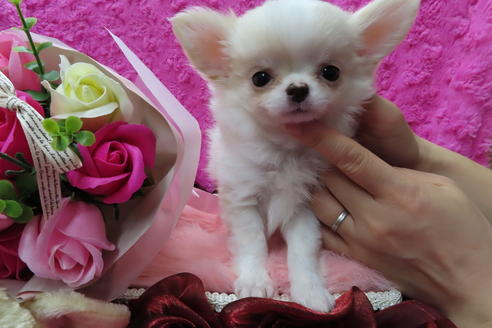 成約済の京都府のチワワ(ロングコート)-65311の3枚目