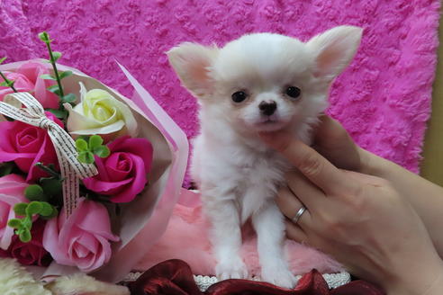 成約済の京都府のチワワ(ロングコート)-65311の2枚目