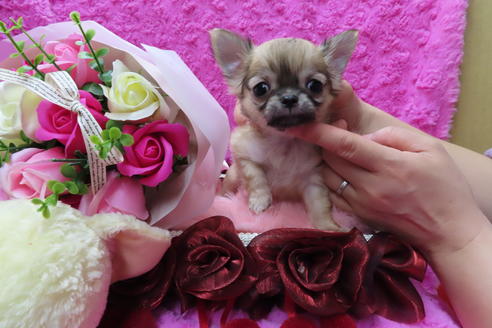 成約済の京都府のチワワ(ロングコート)-65312の1枚目