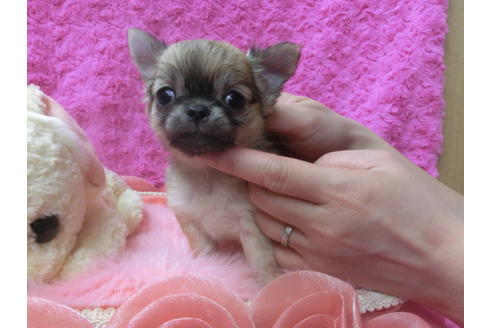 成約済の京都府のチワワ(ロングコート)-65312の5枚目