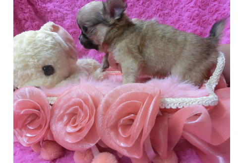 成約済の京都府のチワワ(ロングコート)-65312の4枚目