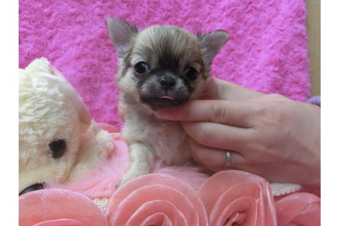 成約済の京都府のチワワ(ロングコート)-65312の3枚目