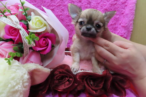 成約済の京都府のチワワ(ロングコート)-65312の2枚目