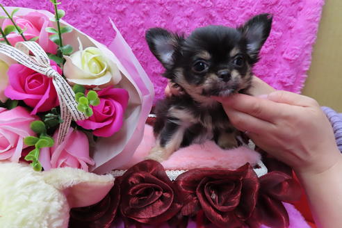 成約済の京都府のチワワ(ロングコート)-65313の1枚目