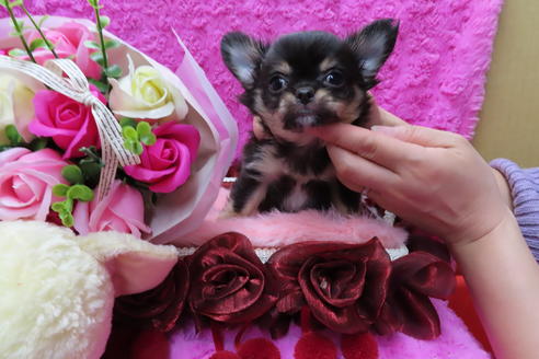 成約済の京都府のチワワ(ロングコート)-65313の5枚目