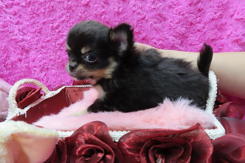 成約済の京都府のチワワ(ロングコート)-65313の4枚目