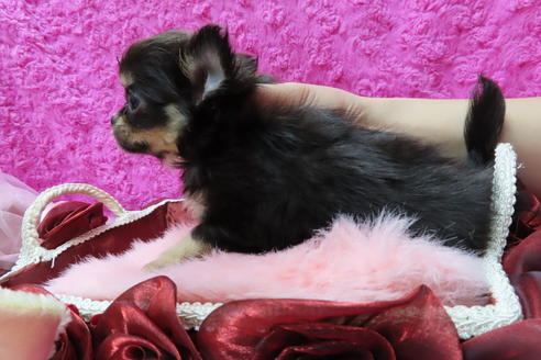 成約済の京都府のチワワ(ロングコート)-65313の3枚目