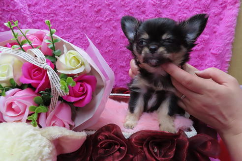 成約済の京都府のチワワ(ロングコート)-65313の2枚目