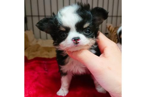 成約済の京都府のチワワ(ロングコート)-65306