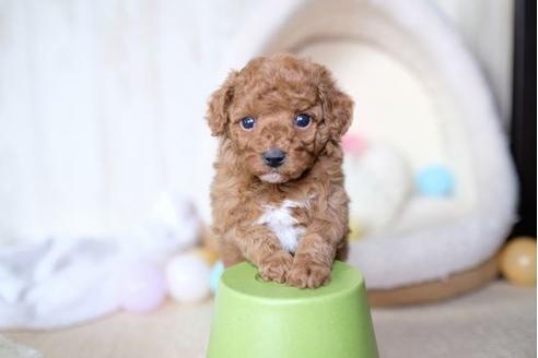 成約済の滋賀県のトイプードル-65379の1枚目