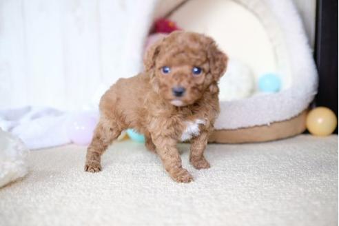 成約済の滋賀県のトイプードル-65379の2枚目