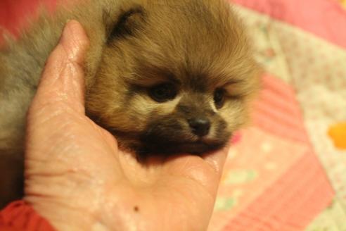 成約済の奈良県のポメラニアン-65385の10枚目