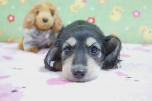 成約済の兵庫県のミニチュアダックスフンド(ロングヘアード)-64246の1枚目