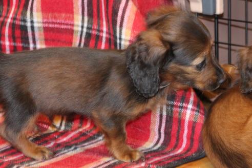 成約済の愛知県のカニンヘンダックスフンド(ロングヘアード)-62632の5枚目