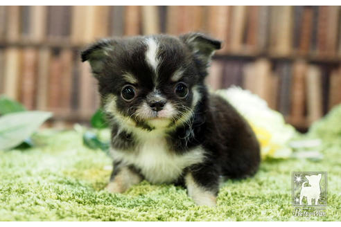 成約済の愛知県のチワワ(ロングコート)-65424