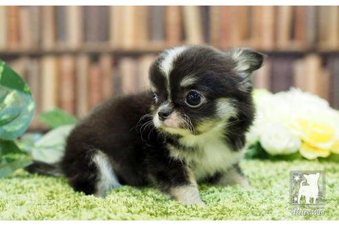 成約済の愛知県のチワワ(ロングコート)-65424の5枚目