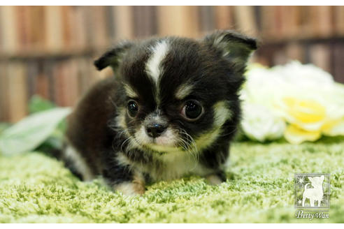 成約済の愛知県のチワワ(ロングコート)-65424の4枚目