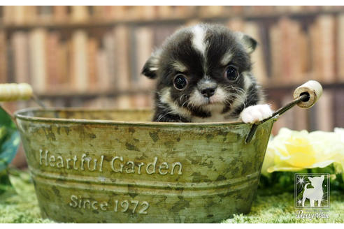 成約済の愛知県のチワワ(ロングコート)-65424の3枚目