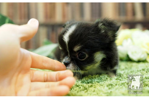 成約済の愛知県のチワワ(ロングコート)-65424の2枚目