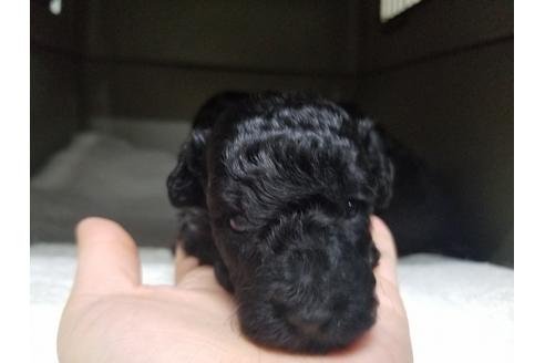 成約済の愛知県のトイプードル-65434