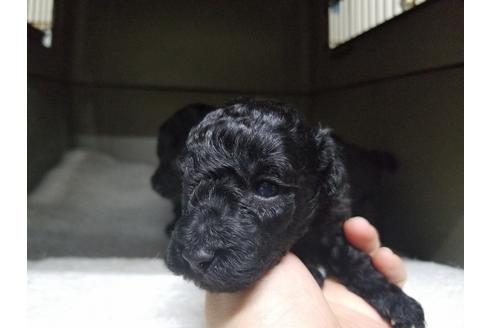 成約済の愛知県のトイプードル-65434の3枚目