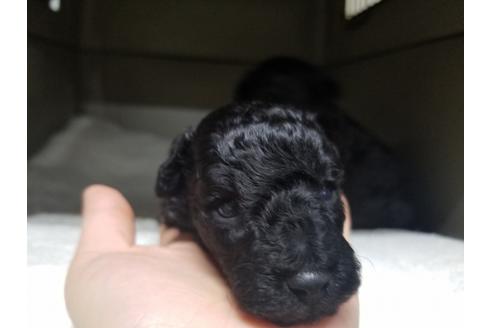 成約済の愛知県のトイプードル-65434の2枚目