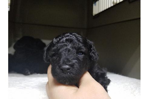 成約済の愛知県のトイプードル-65436の1枚目