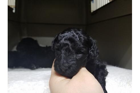 成約済の愛知県のトイプードル-65436の2枚目