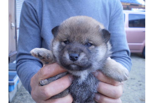 成約済の三重県の柴犬-64912の3枚目