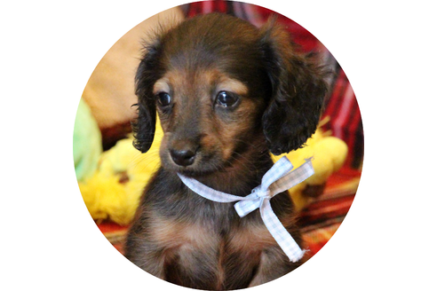 成約済の愛知県のカニンヘンダックスフンド(ロングヘアード)-62632の4枚目