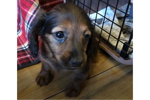 成約済の愛知県のカニンヘンダックスフンド(ロングヘアード)-62632の3枚目