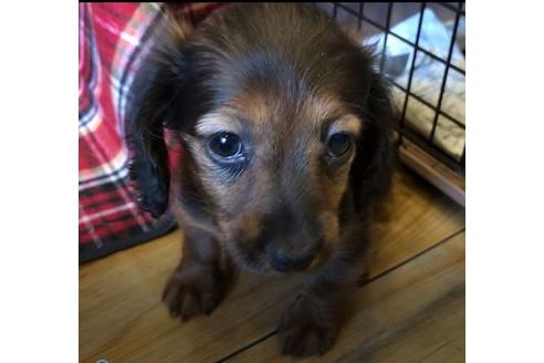 成約済の愛知県のカニンヘンダックスフンド(ロングヘアード)-62632の2枚目
