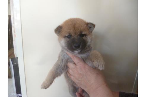 成約済の福岡県の柴犬-65467