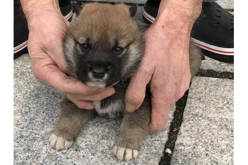 成約済の長崎県の柴犬-65471の9枚目