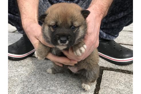 成約済の長崎県の柴犬-65471の8枚目