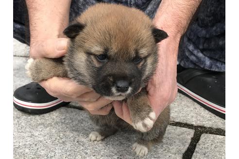 成約済の長崎県の柴犬-65471の7枚目