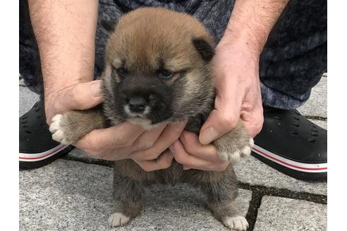 成約済の長崎県の柴犬-65471の6枚目