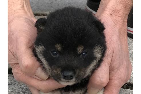 成約済の長崎県の柴犬-65472の10枚目