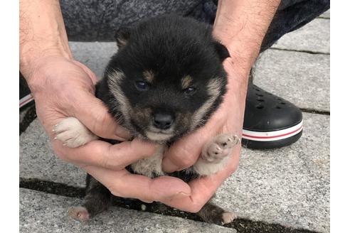 成約済の長崎県の柴犬-65472の9枚目