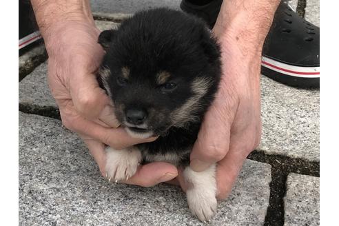 成約済の長崎県の柴犬-65472の8枚目