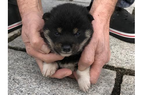 成約済の長崎県の柴犬-65472の6枚目