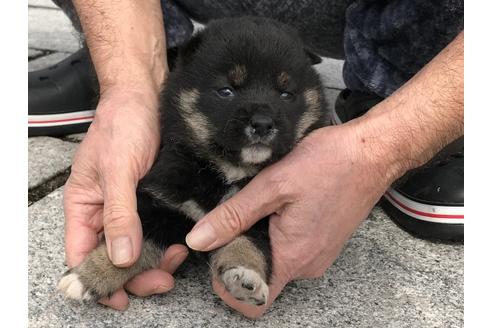 成約済の長崎県の柴犬-65473の9枚目