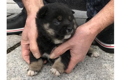 成約済の長崎県の柴犬-65473の8枚目