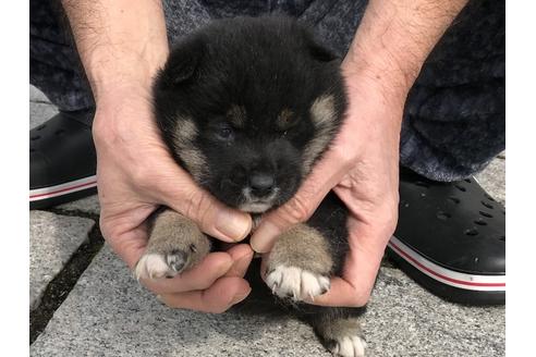 成約済の長崎県の柴犬-65473の6枚目