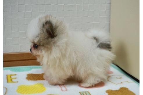 成約済の香川県のポメラニアン-65259の4枚目