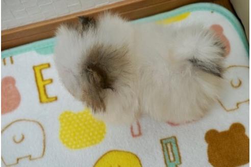 成約済の香川県のポメラニアン-65259の3枚目